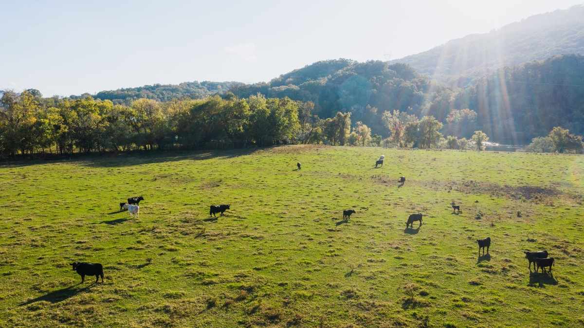 Vaches dans un champ herbeux sous un ciel ensoleillé avec des arbres à l'arrière-plan Vaches dans un champ herbeux sous un ciel ensoleillé avec des arbres à l'arrière-plan