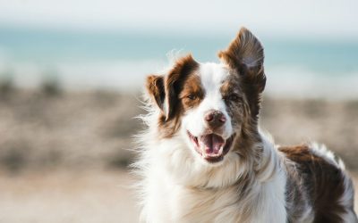 Chien anxieux ou réactif : comment comprendre l’origine du comportement ?